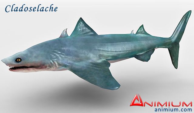 Cladoselache 3d model