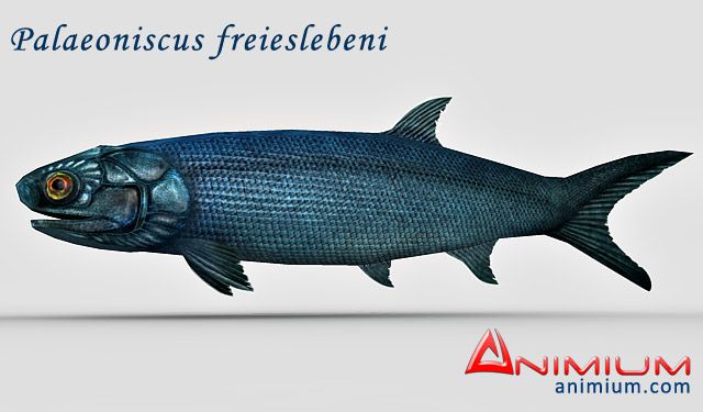 Palaeoniscus freieslebeni 3d model