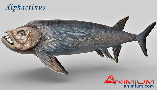 Xiphactinus 3d model