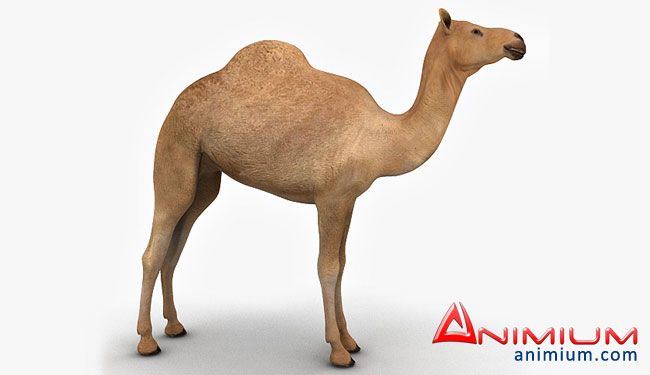 Camel 3d model