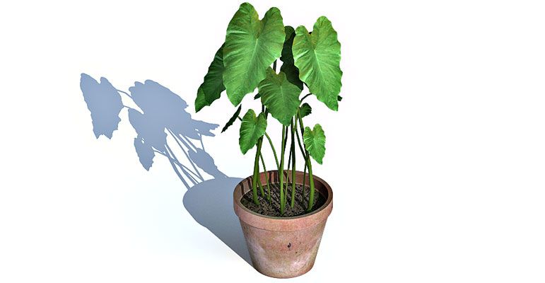 Elephant Ear Plant 3d model