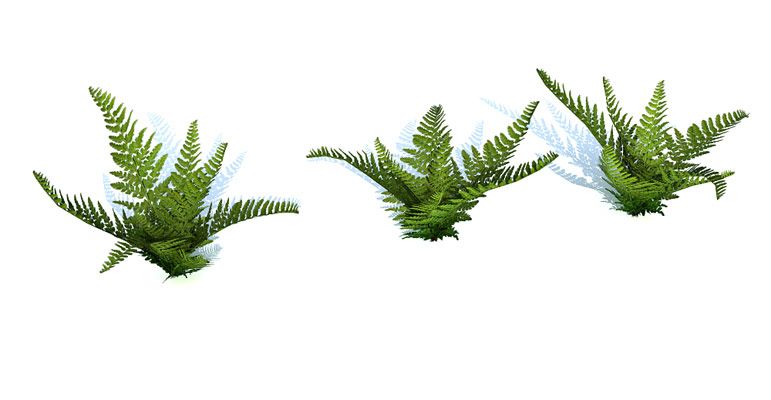Fern Bush 3d model