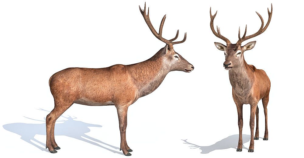 deer model