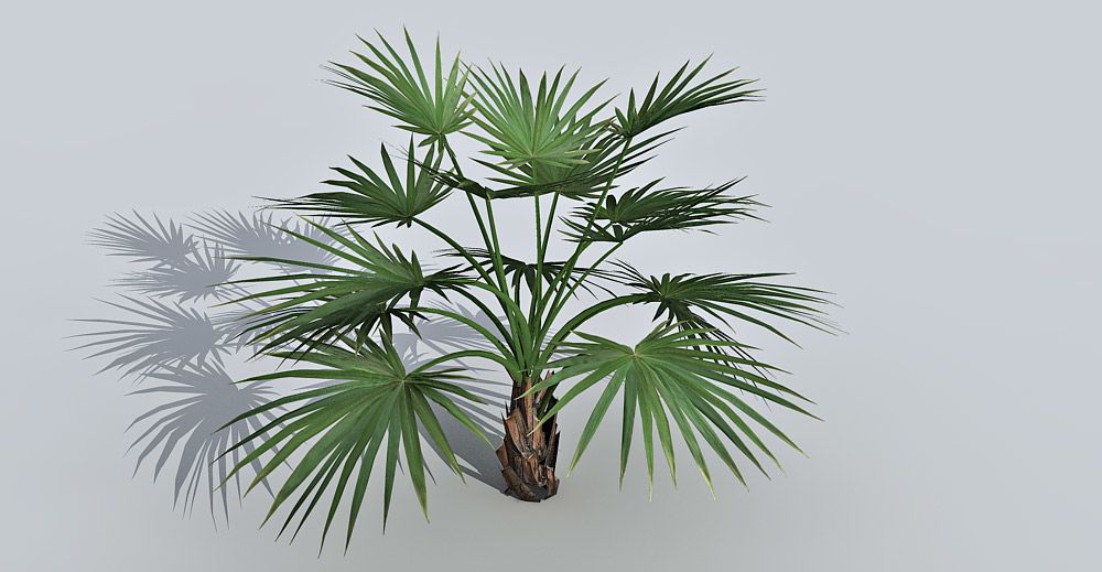 Fan Palm 3d model