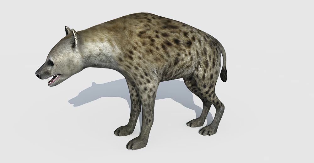 Hyena 3d Model