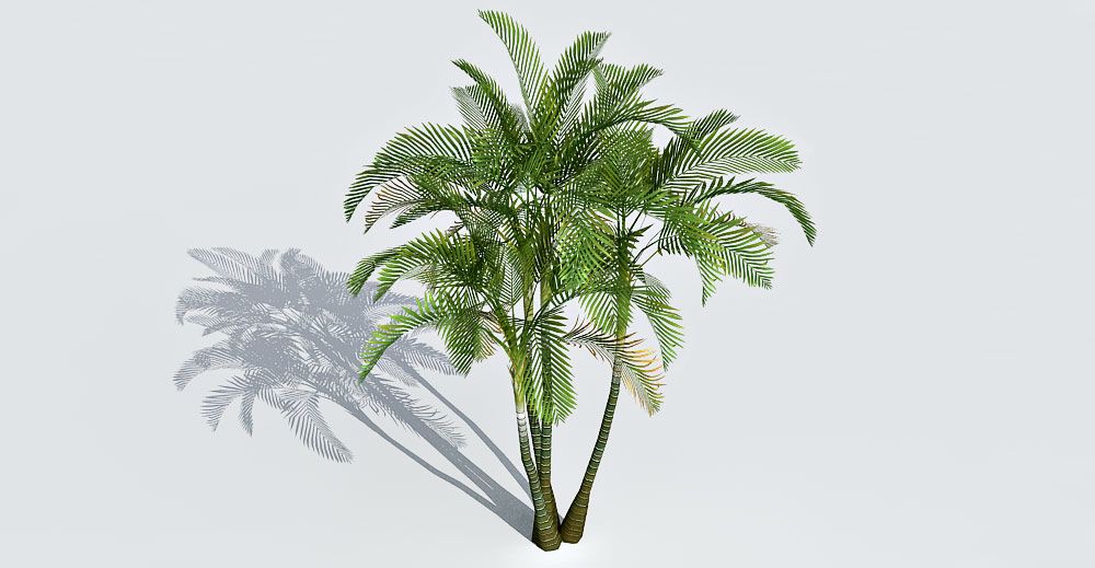 Areca Palm 3d model