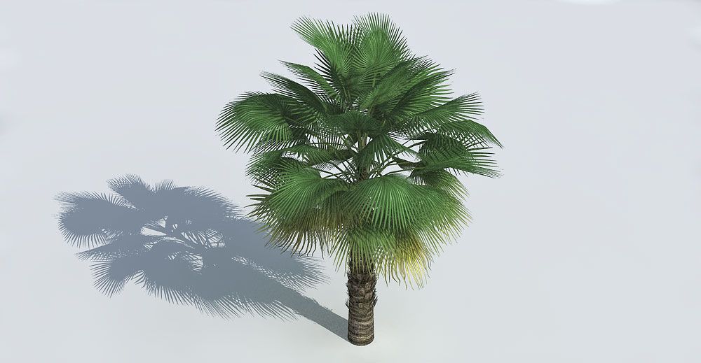 Washingtonia Palm 3d model