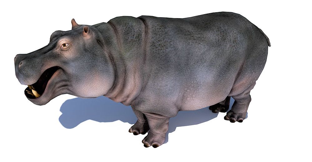 Hippopotamus 3d model