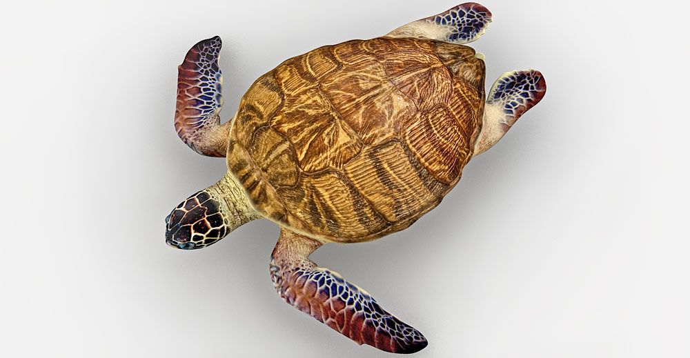 Turtle 3d model