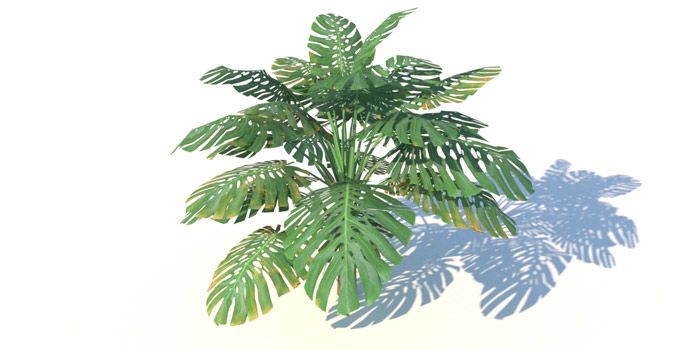 Swiss cheese plant 3d model