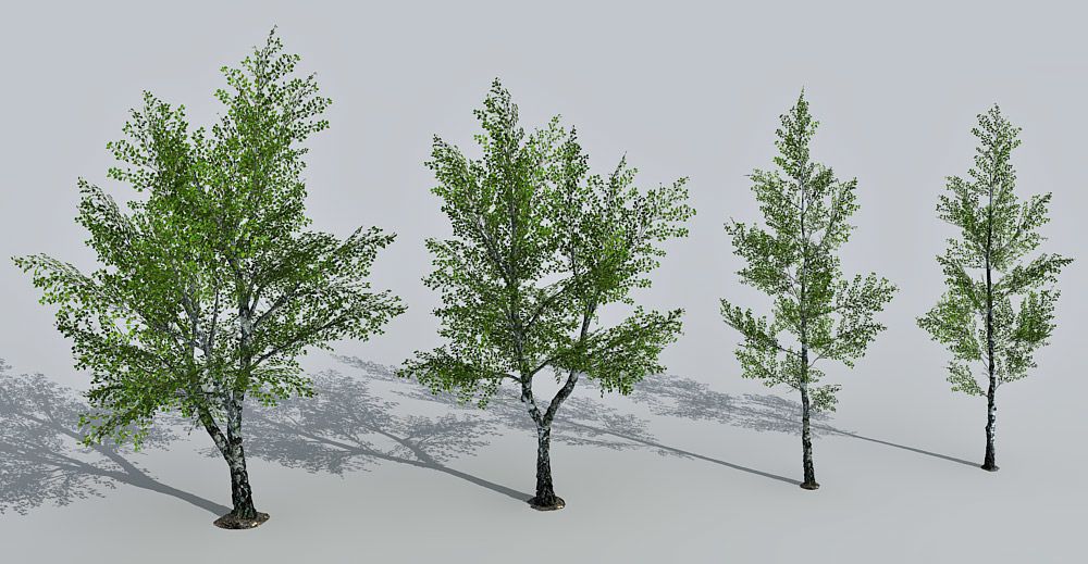 Birch Tree 3d model