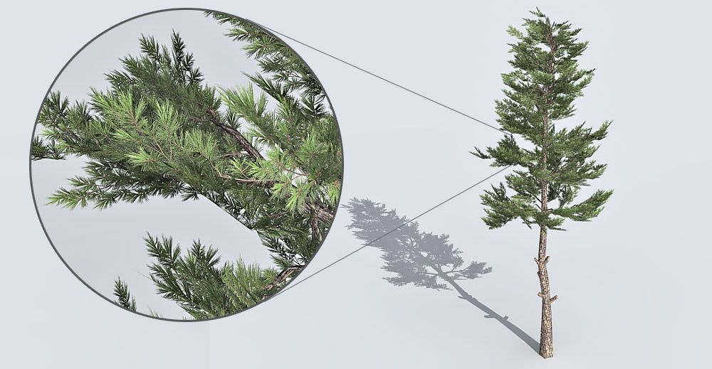 Pine Tree 3d model