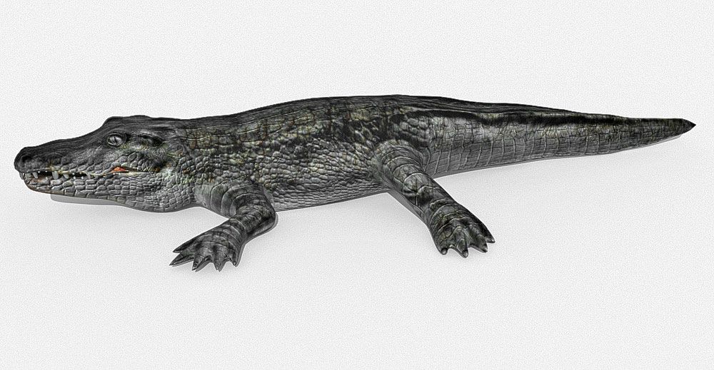 Crocodile 3d model