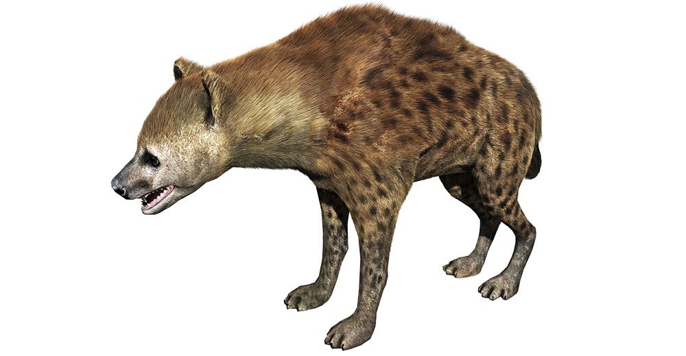 Hyena 3d model – Hair and Fur