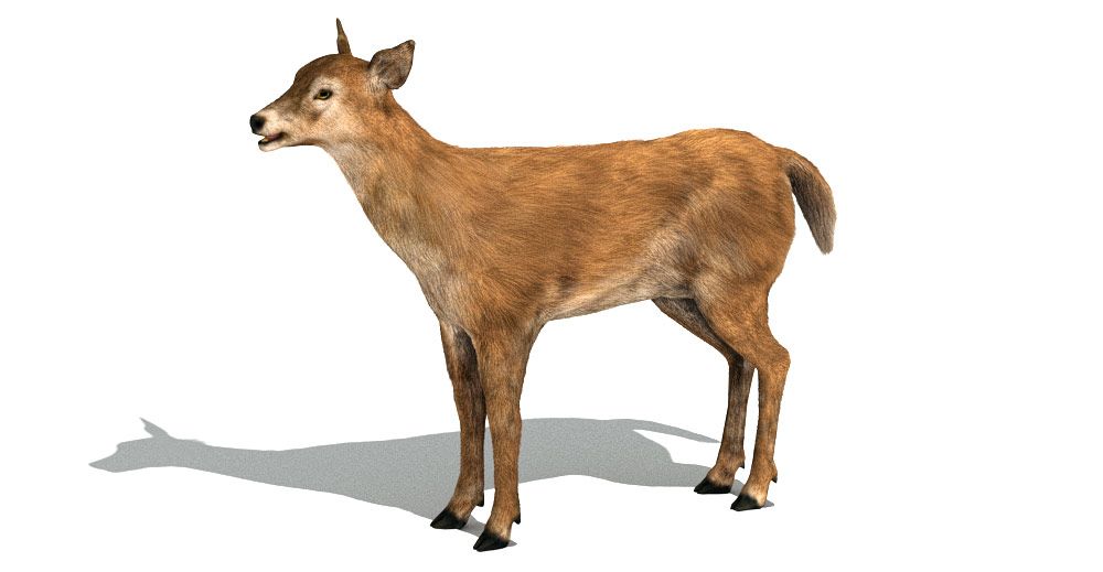 Doe 3d model