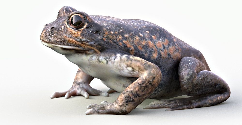 Banjo Frog 3d model