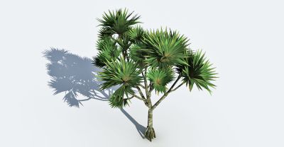 screw palm 3d model