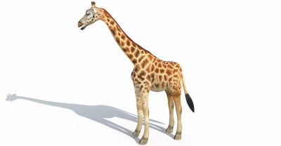 Giraffe 3d model