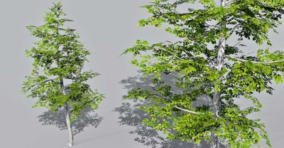 Beech tree 3d model