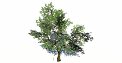 Queensland ebony 3d model