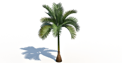 Aneityum Palm 3d model