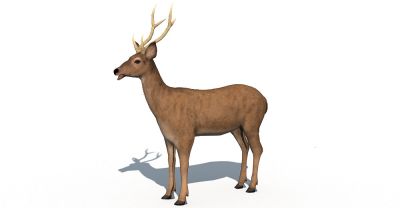 Lowpoly Deer 3d model