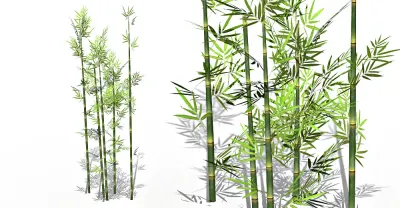 Bamboo Tree 3d model