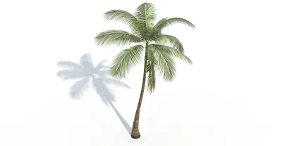Coconut Palm 3d model