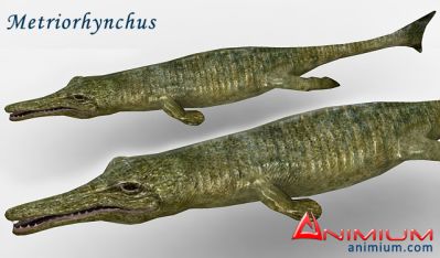 Metriorhynchus 3d model