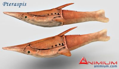 Pteraspis 3d model