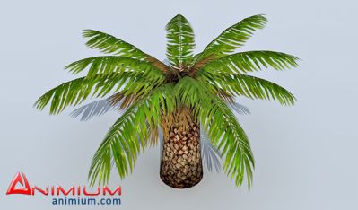 Palm Tre 3d model