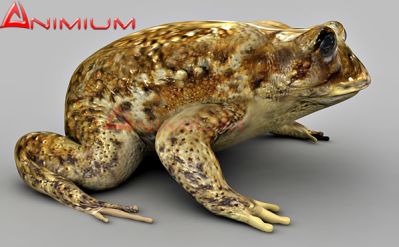 frog 3d model