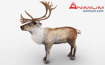 Reindeer 3d model