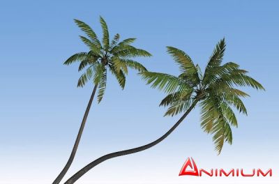 palm tree 3d model