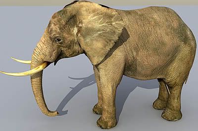 elephant 3d model