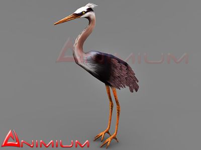 Blue Heron 3d model