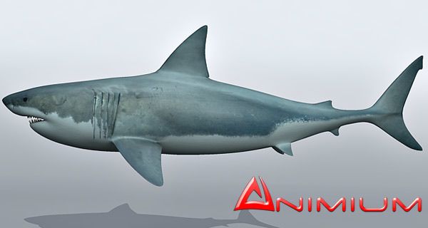 Great White Shark 3d model