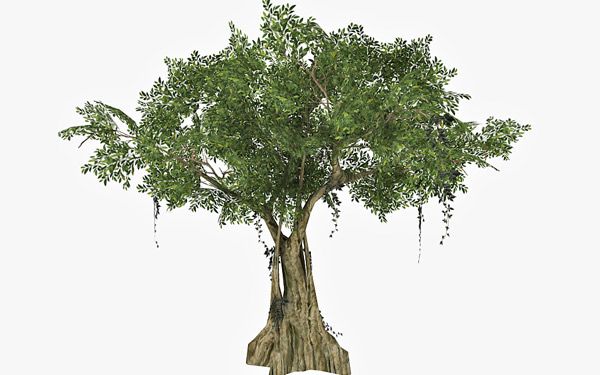 Banyan Tree 3d model