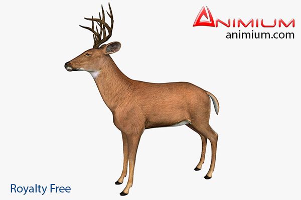 Deer 3d model