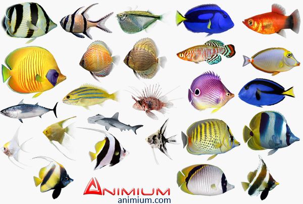 Tropical fish 3d model collection