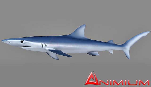 Blue Shark