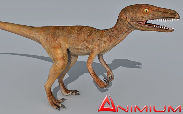 Velociraptor