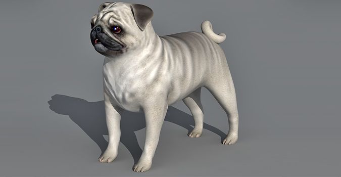 Pug Dog 3d model