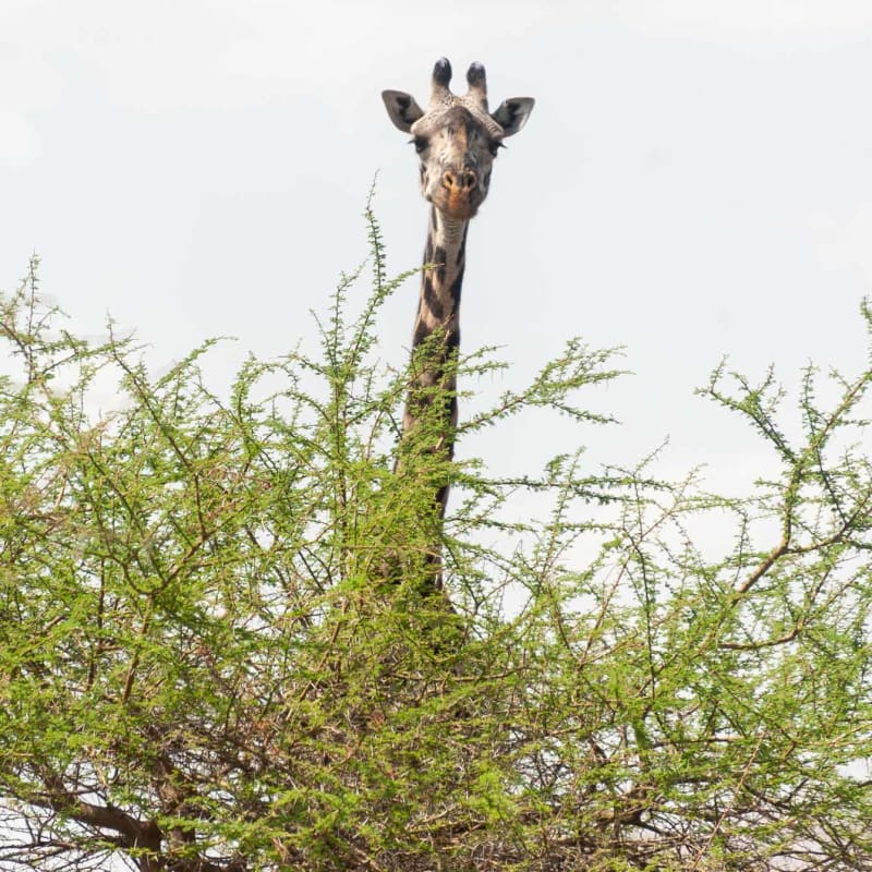 Giraffe at Lake Natron.