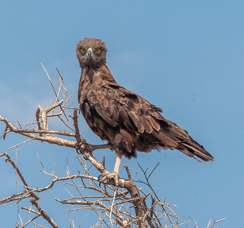 Looks like a chook until it takes to the air.