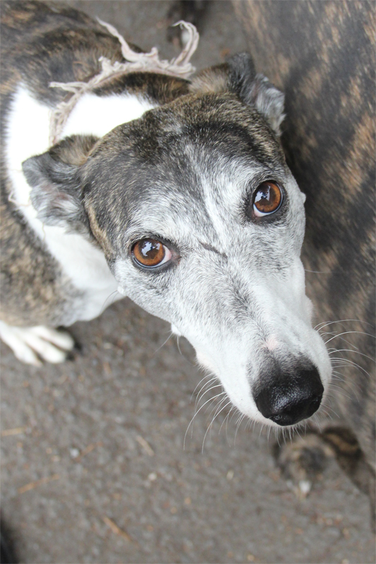 Clare Greyhound Sanctuary