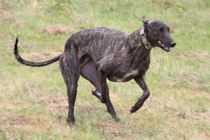 Clare Greyhound Sanctuary
