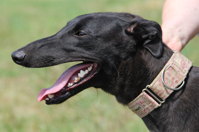 Clare Greyhound Sanctuary