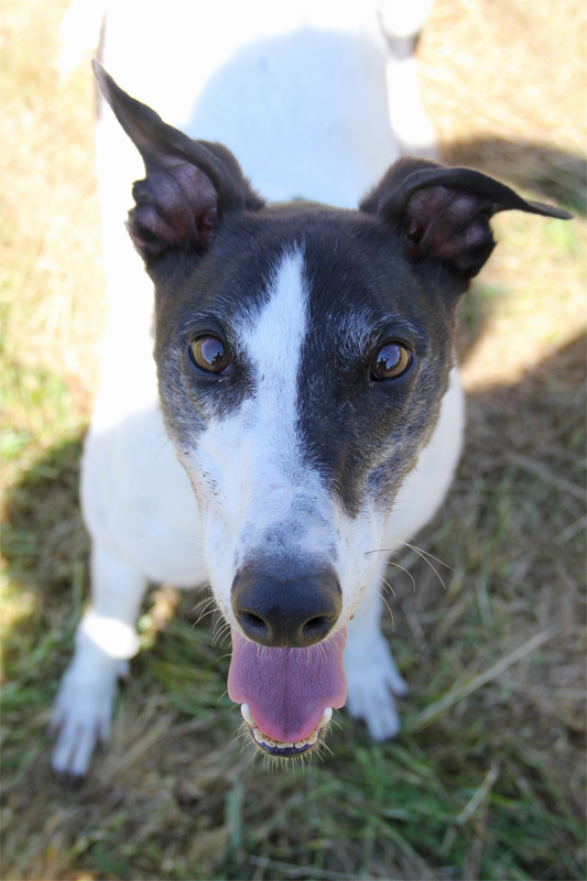 Clare Greyhound Sanctuary