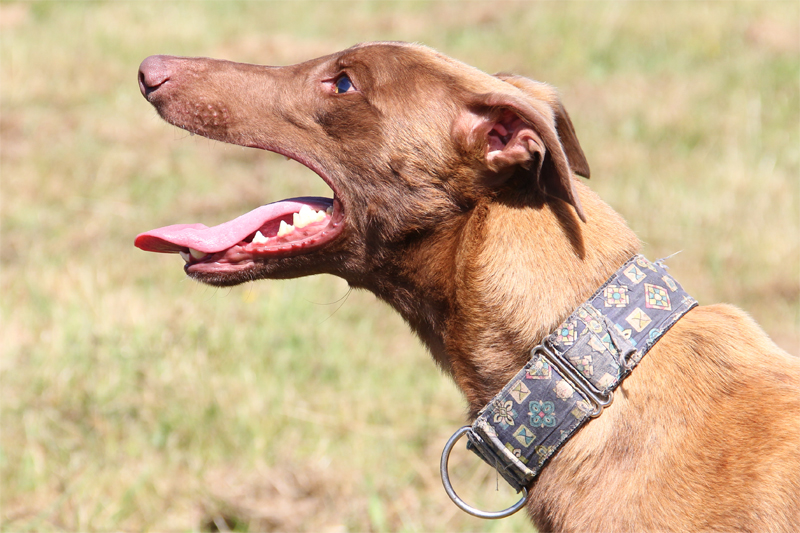 Clare Greyhound Sanctuary